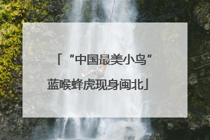 “中国最美小鸟”蓝喉蜂虎现身闽北