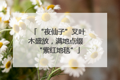 “夜仙子”叉叶木盛放，满地点缀“紫红地毯”
