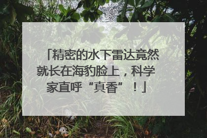 精密的水下雷达竟然就长在海豹脸上，科学家直呼“真香”！