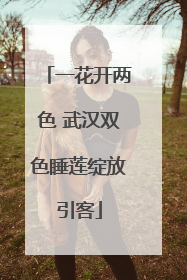 一花开两色 武汉双色睡莲绽放引客