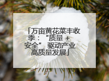 万亩黄花菜丰收季：“质量 + 安全” 驱动产业高质量发展