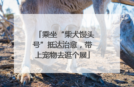 乘坐“柴犬馒头号”抵达治愈，带上宠物去逛个展