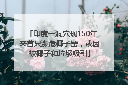 印度一洞穴现150年来首只濒危椰子蟹，或因被椰子和垃圾吸引