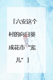 六安这个村的向日葵成花市“宠儿”