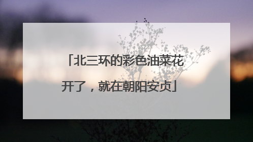 北三环的彩色油菜花开了，就在朝阳安贞