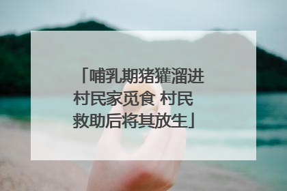 哺乳期猪獾溜进村民家觅食 村民救助后将其放生