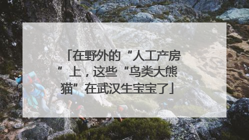 在野外的“人工产房”上，这些“鸟类大熊猫”在武汉生宝宝了