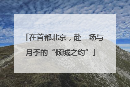 在首都北京，赴一场与月季的“倾城之约”