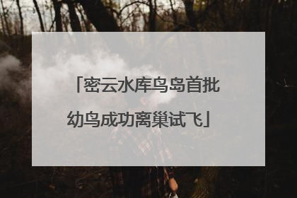 密云水库鸟岛首批幼鸟成功离巢试飞