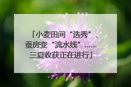 小麦田间“选秀”、蚕房变“流水线”……三夏收获正在进行