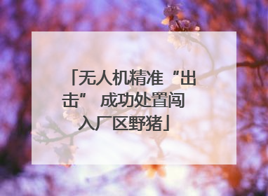 无人机精准“出击” 成功处置闯入厂区野猪