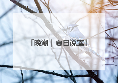 晚潮｜夏日说莲