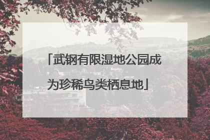 武钢有限湿地公园成为珍稀鸟类栖息地