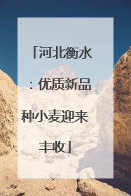 河北衡水：优质新品种小麦迎来丰收