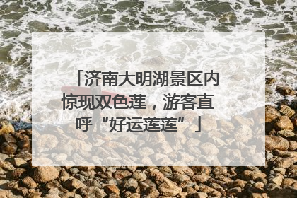 济南大明湖景区内惊现双色莲，游客直呼“好运莲莲”
