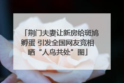 荆门夫妻让新房给斑鸠孵蛋 引发全国网友竞相晒“人鸟共处”图