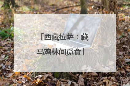 西藏拉萨：藏马鸡林间觅食
