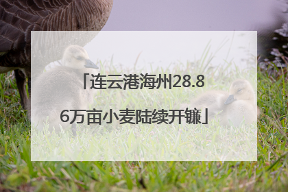 连云港海州28.86万亩小麦陆续开镰