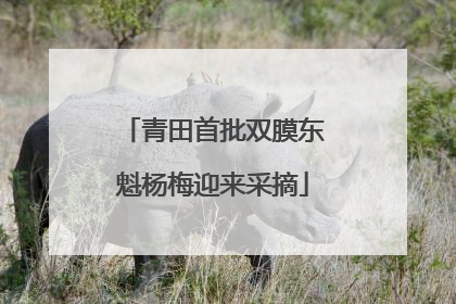 青田首批双膜东魁杨梅迎来采摘