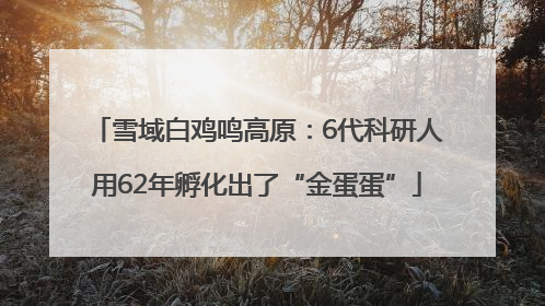 雪域白鸡鸣高原：6代科研人用62年孵化出了“金蛋蛋”