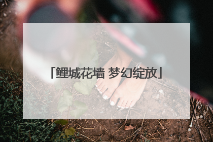 鲤城花墙 梦幻绽放