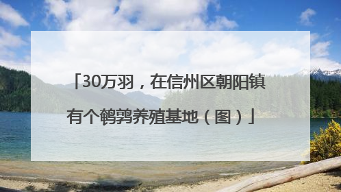 30万羽，在信州区朝阳镇有个鹌鹑养殖基地（图）